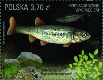 Eupallasella