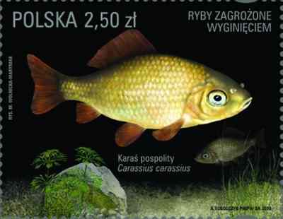 Ruda