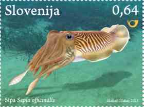 Common cuttlefish