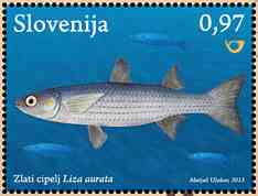 Golden grey mullet