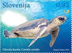 Loggerhead sea turtle