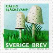 bläcksvamp