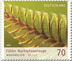 Nachtpfauenauge